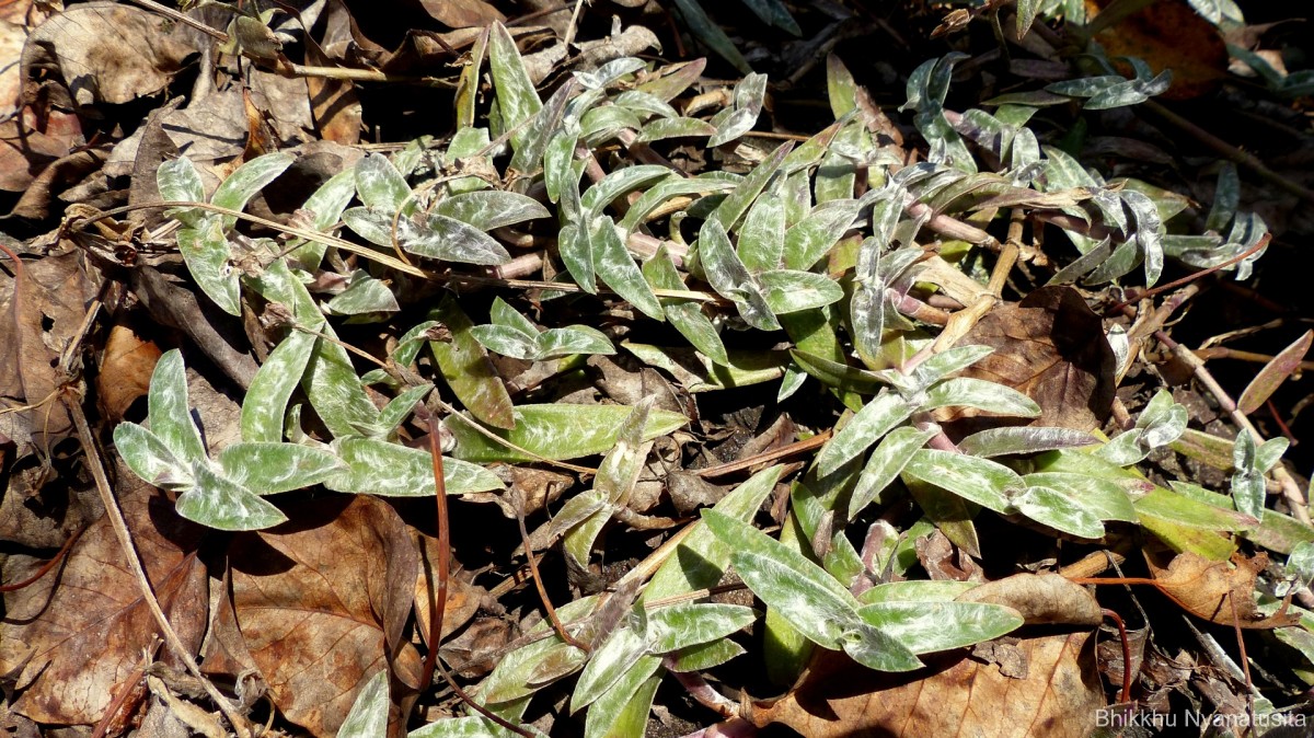 Cyanotis obtusa (Trimen) Trimen